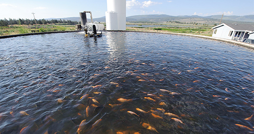 山东省农担日照管理中心助力水产养殖业“春耕备播”